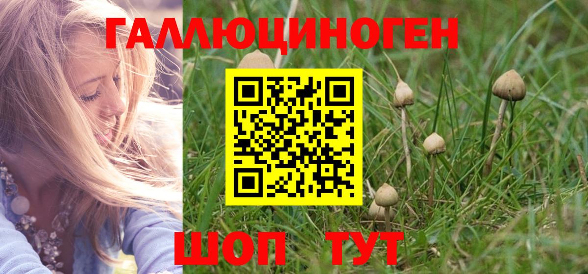Псилоцибиновые грибы Psilocybe Чернушка