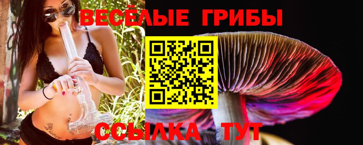 Псилоцибиновые грибы GOLDEN TEACHER  Вход с VPN  Чернушка  Псилоцибиновые грибы мицелий 